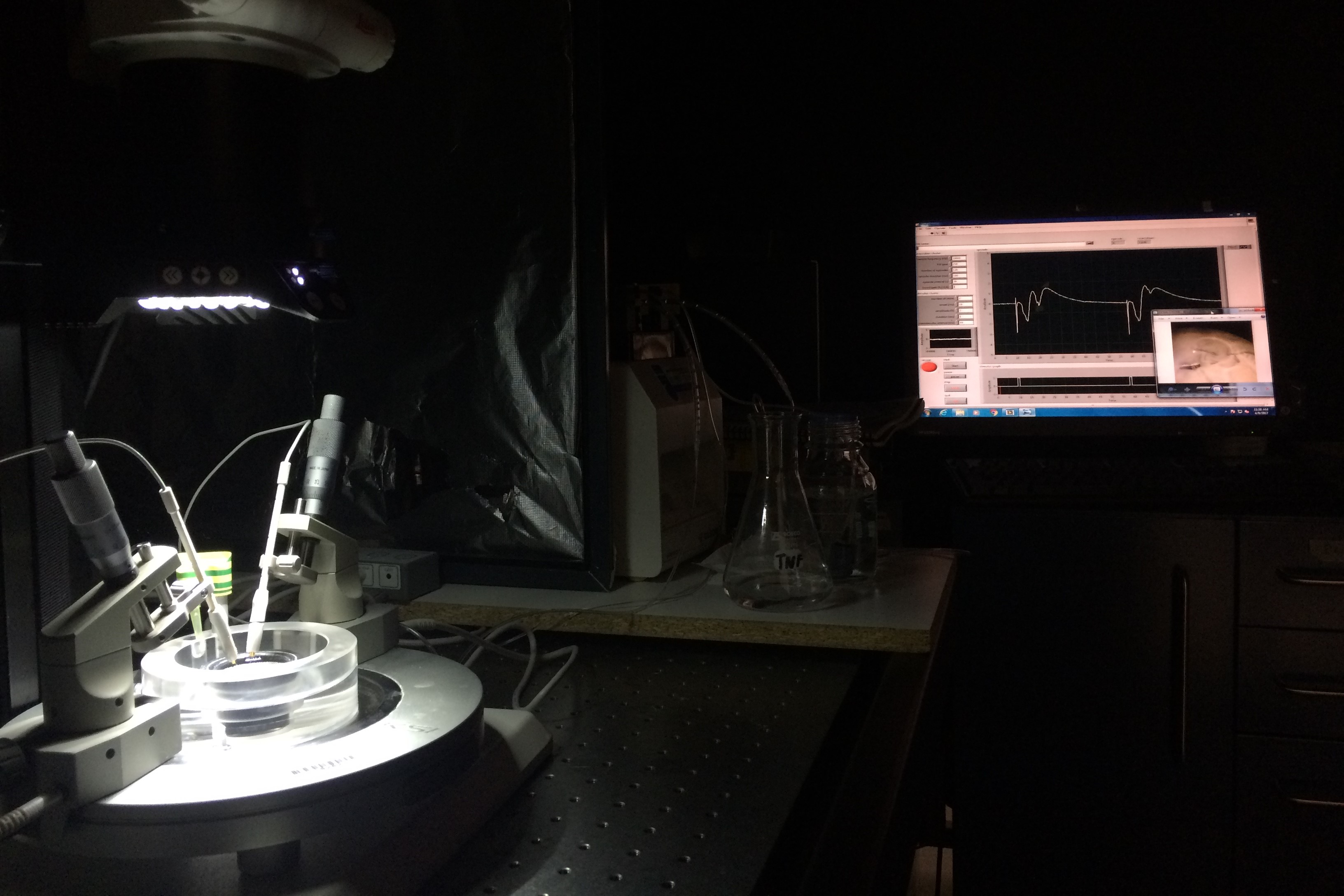 Field Potentials